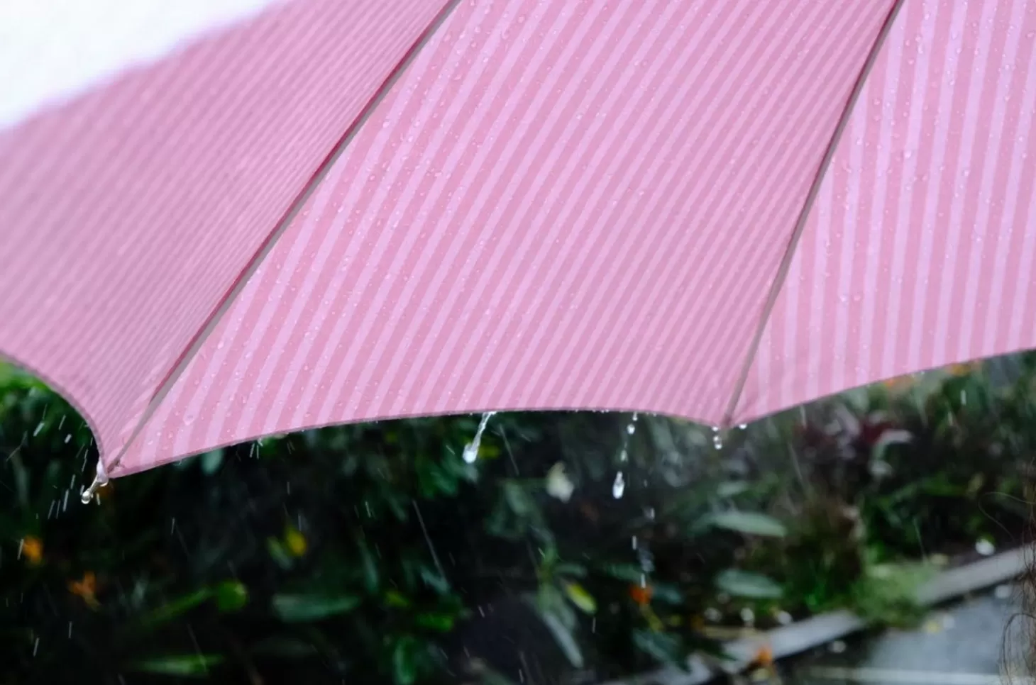 Rain Umbrellas>Business & Pleasure Co. The Rain Umbrella - Lauren'S Pink Stripe